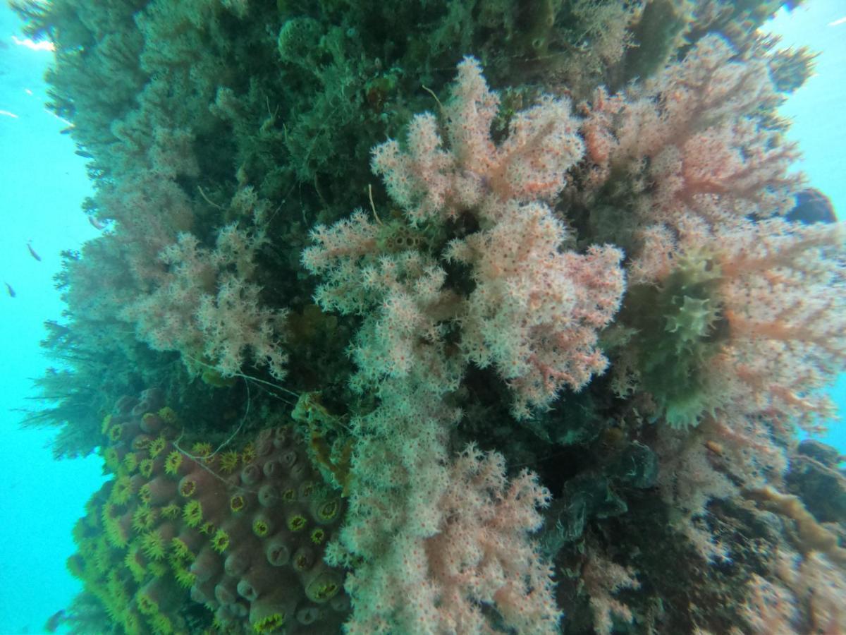 Meos Ambower Homestay Raja Ampat Fam Buitenkant foto